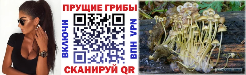 Галлюциногенные грибы MAGIC MUSHROOMS  где купить   Заринск 